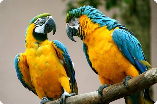 papagalu_ara