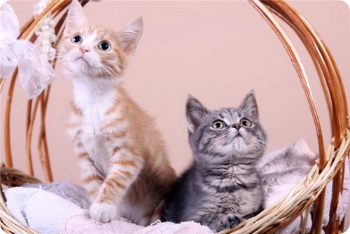 pisoi  in prima  zi de viata