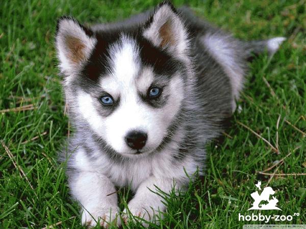 Catei Husky cu carnet de sanatate si factura fiscala