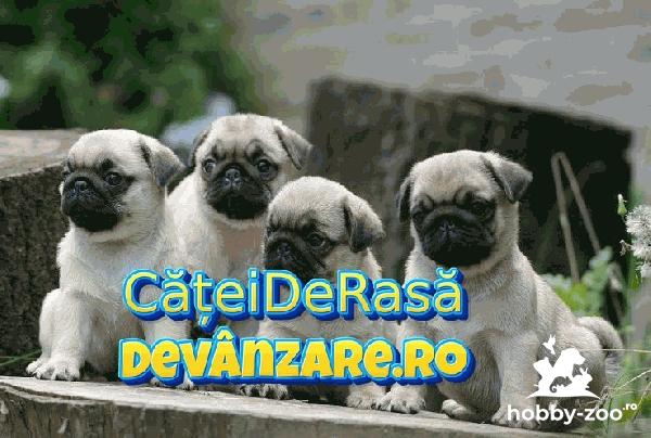 Catei Mops Pug rasa pura cu carnet de sanatate