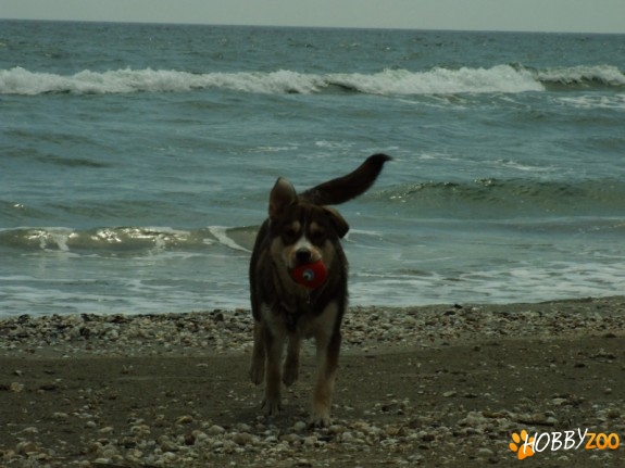 femela metis de husky