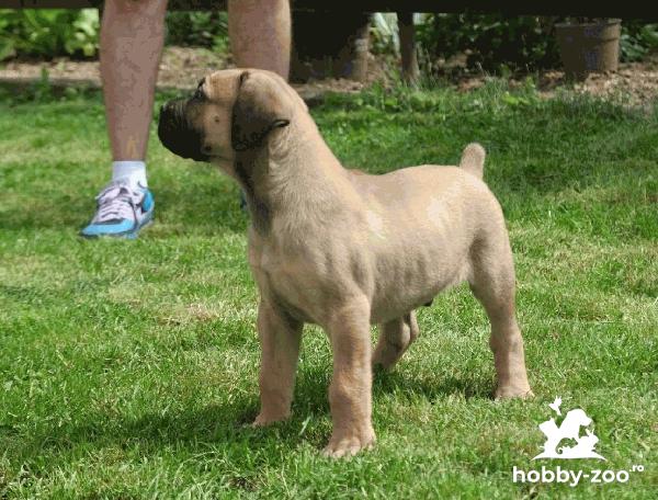 Boerboel (Mastiff din Africa de Sud) cățeluși