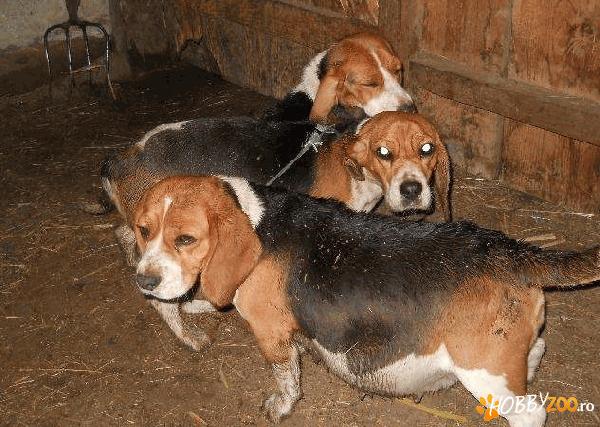 Vand  femele beagle tricolor