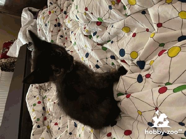 Pui pisicuta angora mix gratuit pt o casa buna