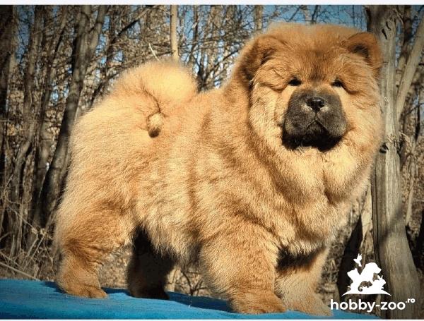 Chow Chow catelusi de vanzare