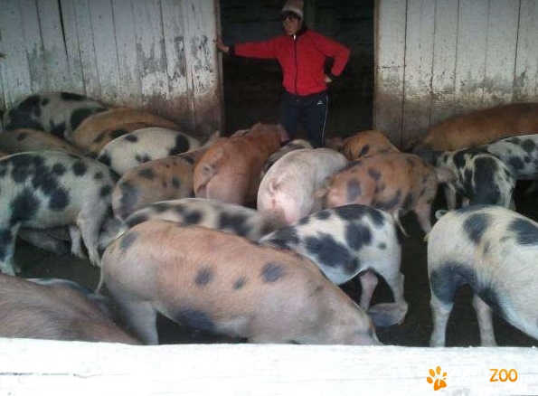 vanzare porci pentru sacrificat