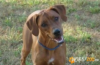 Ingrijesc animale de companie