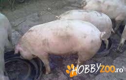 Porci sunt crescuti ecologic