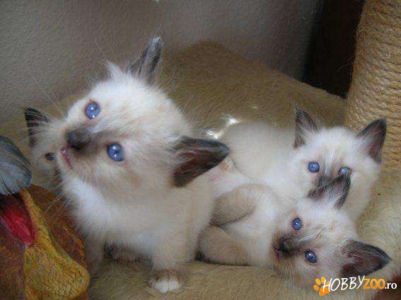 vand pisici birmaneze