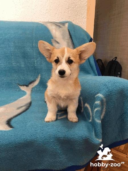 Welsh Corgi Pembroke căței