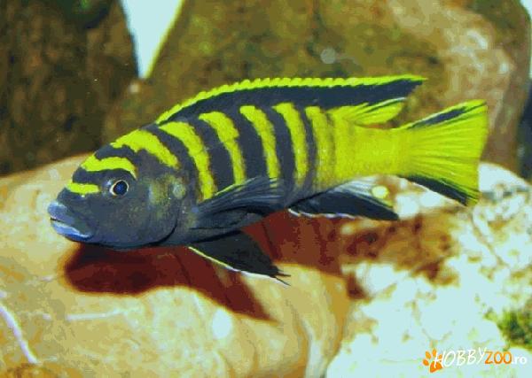 Vand Ciclide Africane -45 de specii