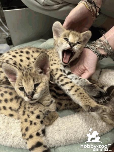 Serval excepțional: eleganța savanei în casa ta