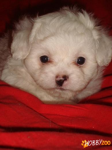 Pui bichon maltese toy