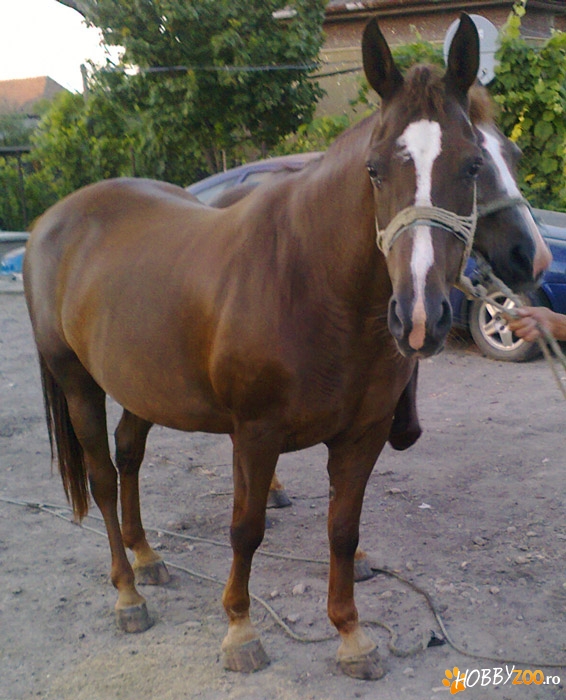 Iapa de vanzare, Ghilesti