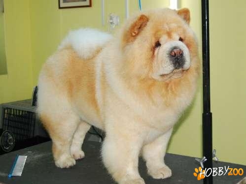 Salon de Infrumusetare Canina