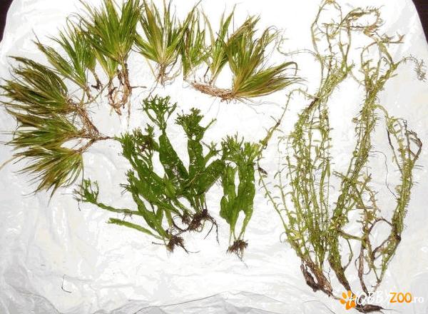 Plante acvariu blyxa japonica