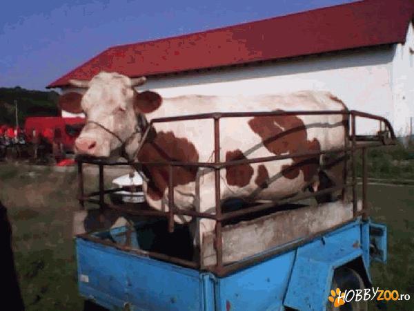 Vaca gestanta montata artificial