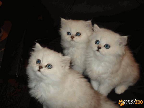 Pisici PERSIAN CHINCHILA De vanzare