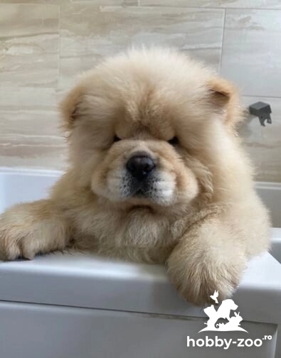 A mai rămas doar un băiat! Cățeluși chow-chow înregistrați K