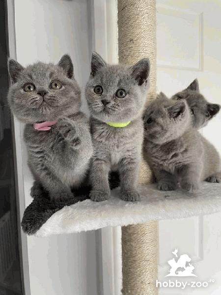  British Shorthair de vânzare