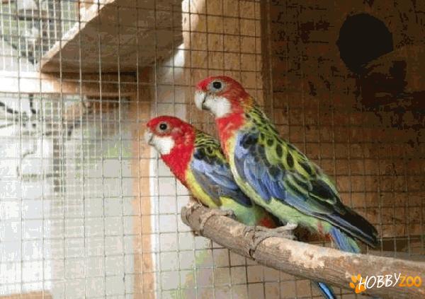 papagali Rosella pereche