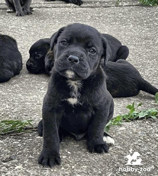 Cane Corso catelusi de vanzare