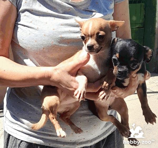Vand puisori de Chihuahua rasa pura 