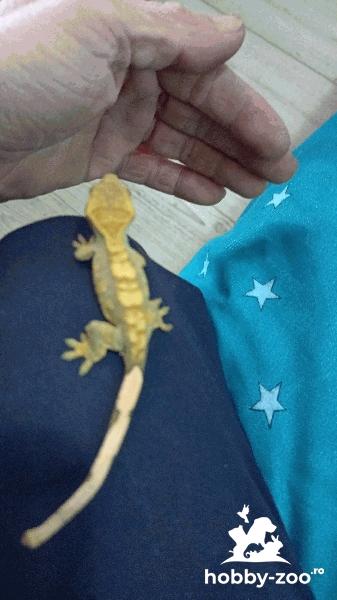 Pui geko crested vârstă 6 luni