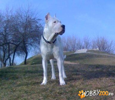 Mascul Dog Argentinian pentru monta