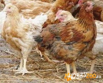 puicute de casa si cocos