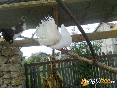 Porumbei rotati si tobosari