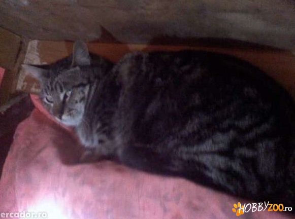 Motanel British Shorthair