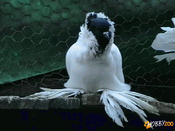 CUMPAR PORUMBEI ORNAMENT