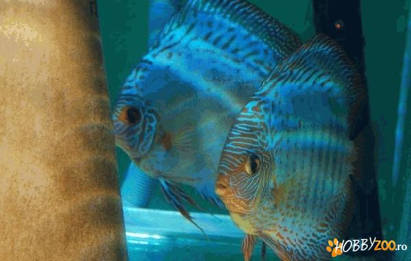 Pesti Discusi foarte frumosi