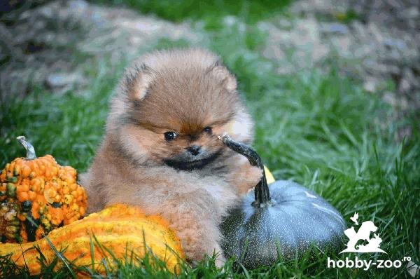 Pomeranian Spitz Boo cățeluși