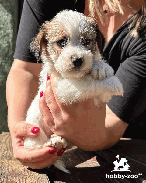 Jack russell terrier rough