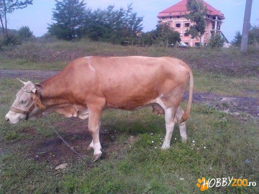 Vaca baltata gestanta