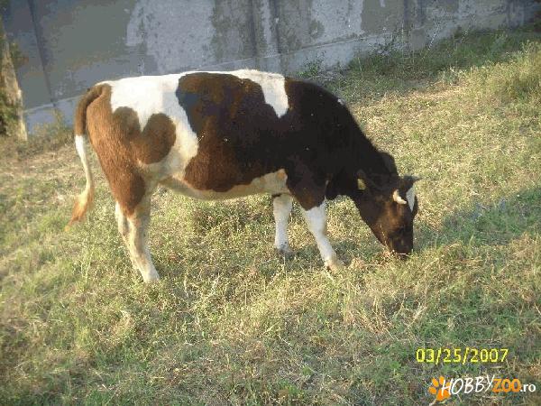 vitea metisa baltata jersey