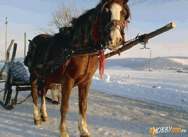 Cal de 8 ani, bland, nu zvarle
