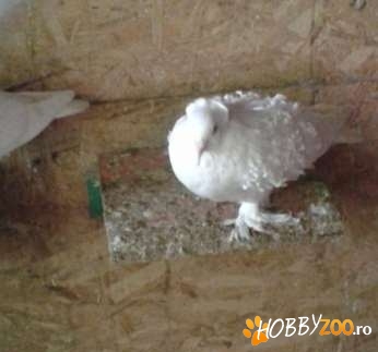 porumbel cret francez alb complet