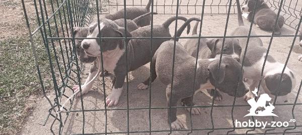 American Staffordshire Terrier cățeluși