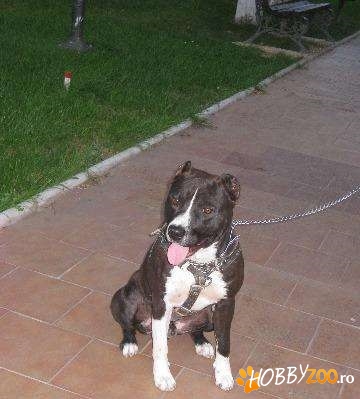 Pt monta amstaff american