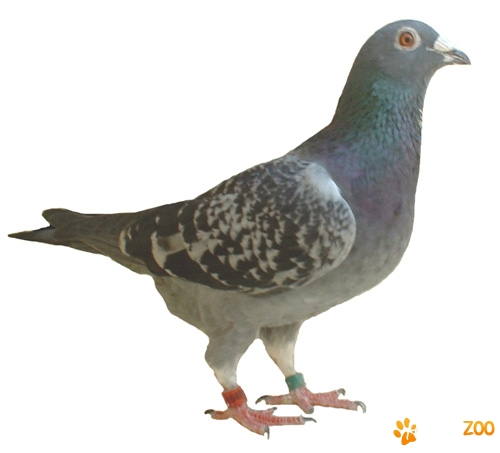 Porumbei gutani rasa comuna