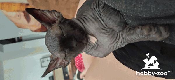 Motanei Sphyx de 2 luni 
