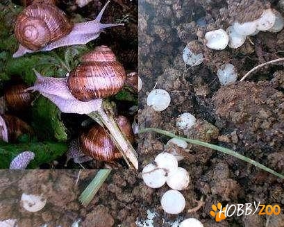 Melci vii helix pomatia