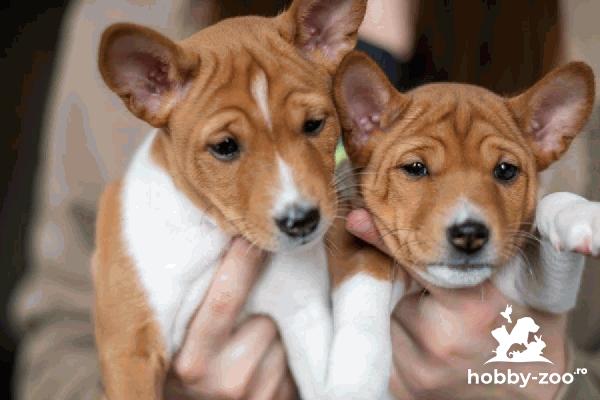 Basenji catelusi de vanzare