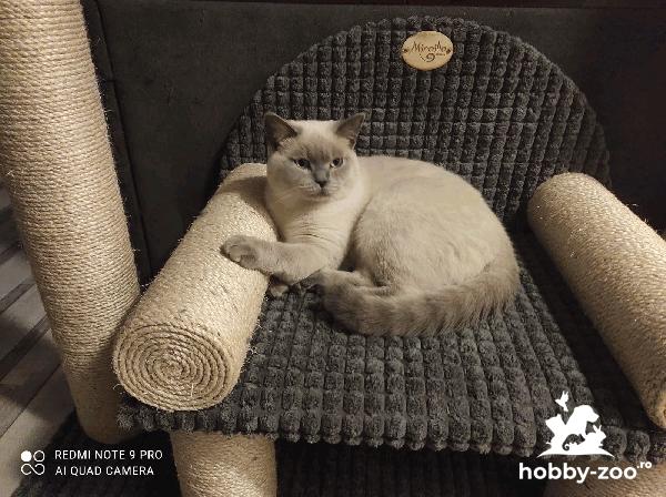 Motan British Shorthair caută parte