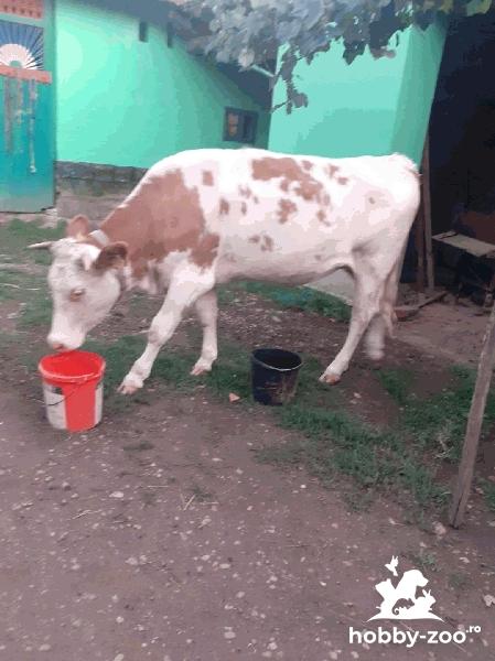 Vând vaca - bălțata românească 