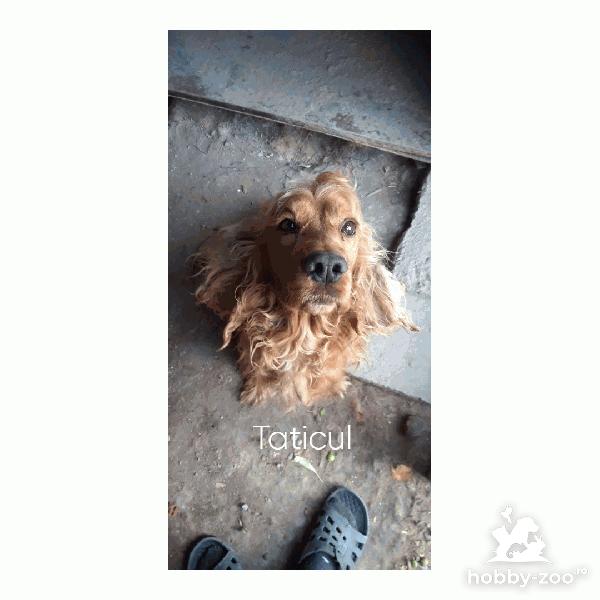 Vand Cocker Spaniel Auriu!!