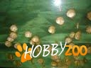 pui discus red marlboro